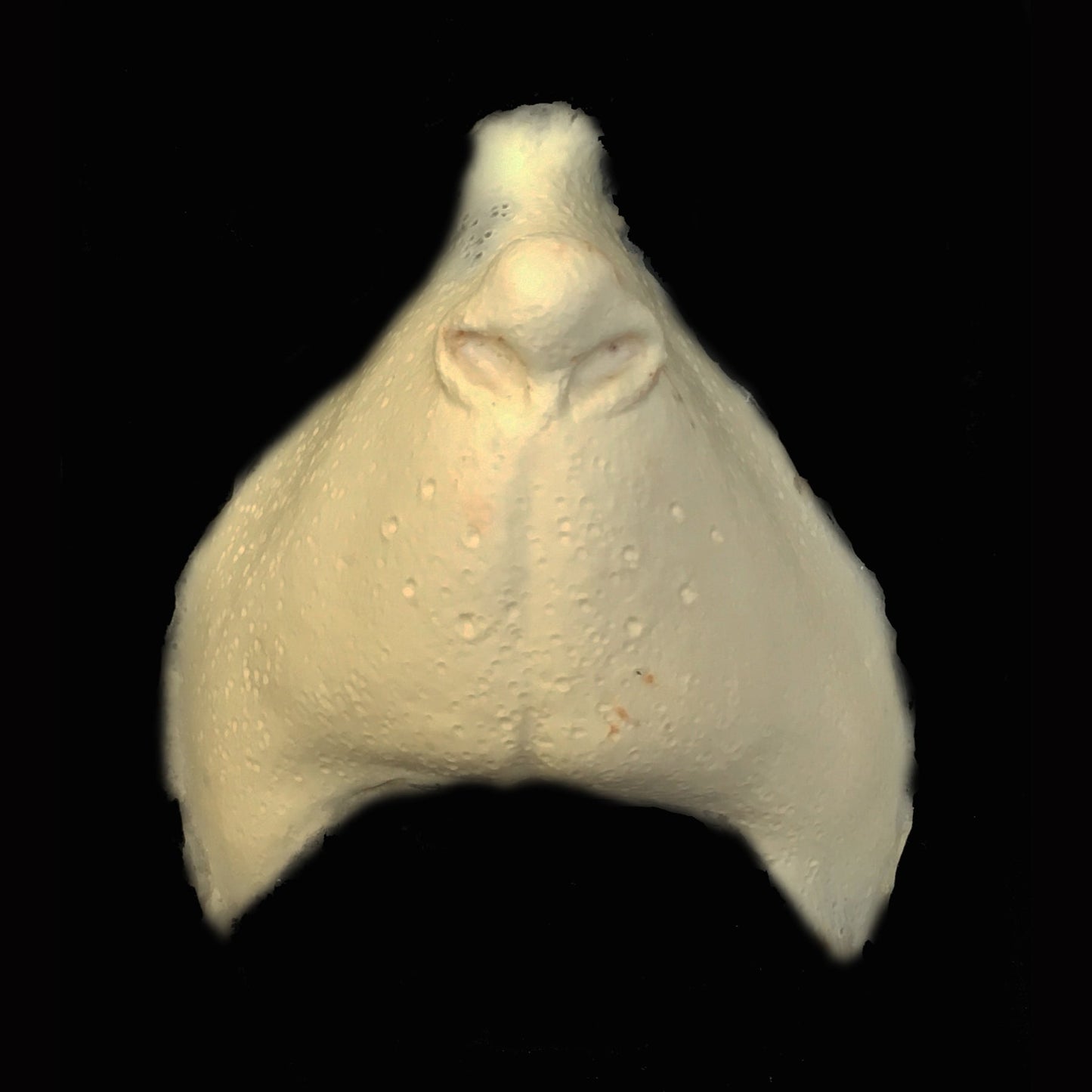 What-2 Foam Latex Prosthetic